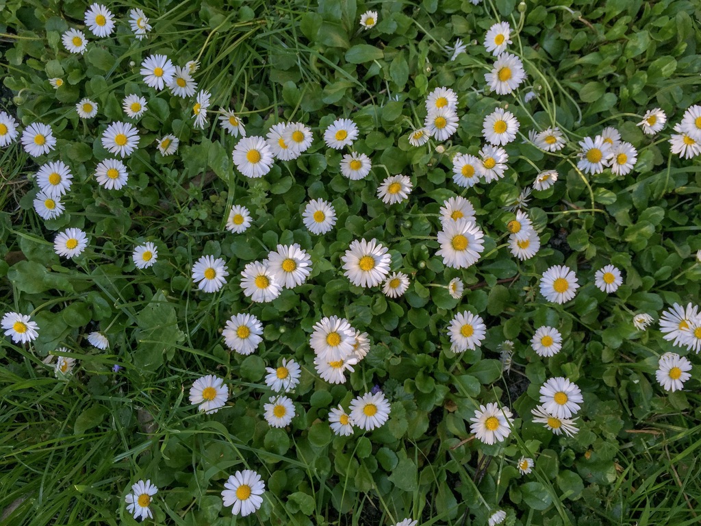 flores no gramado durante a primavera