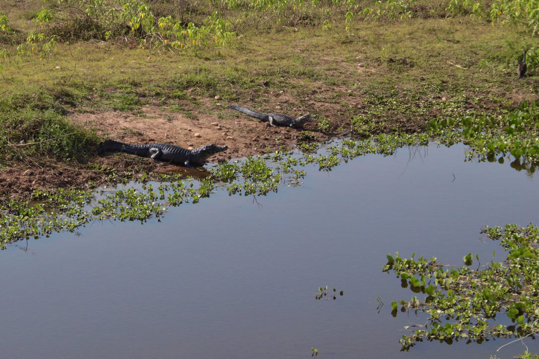Jacarés no riacho do Pantanal